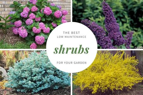 shrubs at lowes|low maintenance shrubs for landscaping.